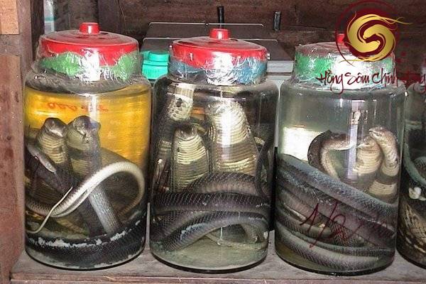 rượu rắn