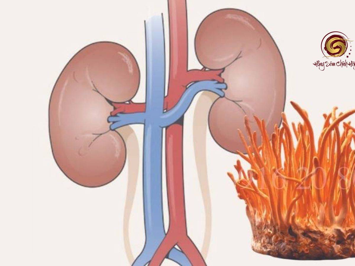 suy thận có uống được đông trùng hạ thảo không