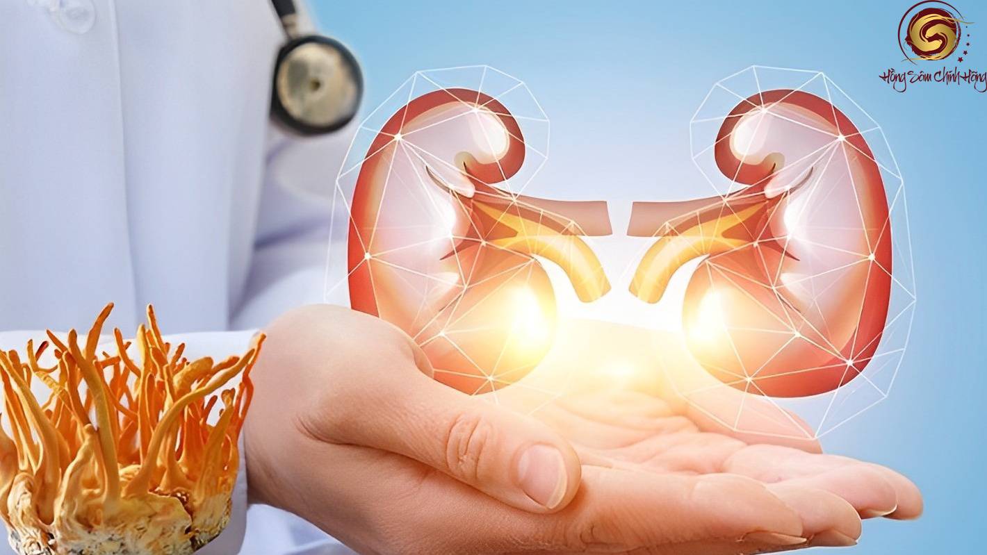 suy thận có uống được đông trùng hạ thảo không