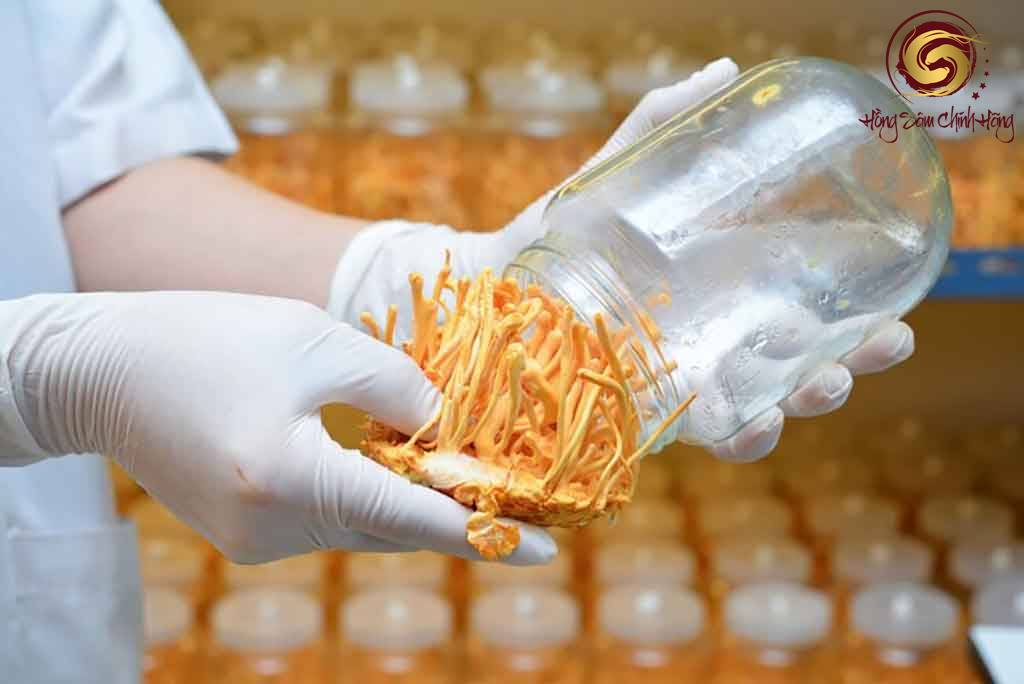 suy thận có uống được đông trùng hạ thảo không