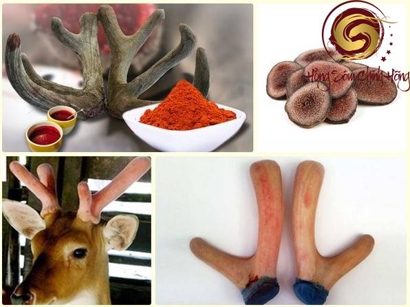 tác dụng của nhung hươu với người gầy 