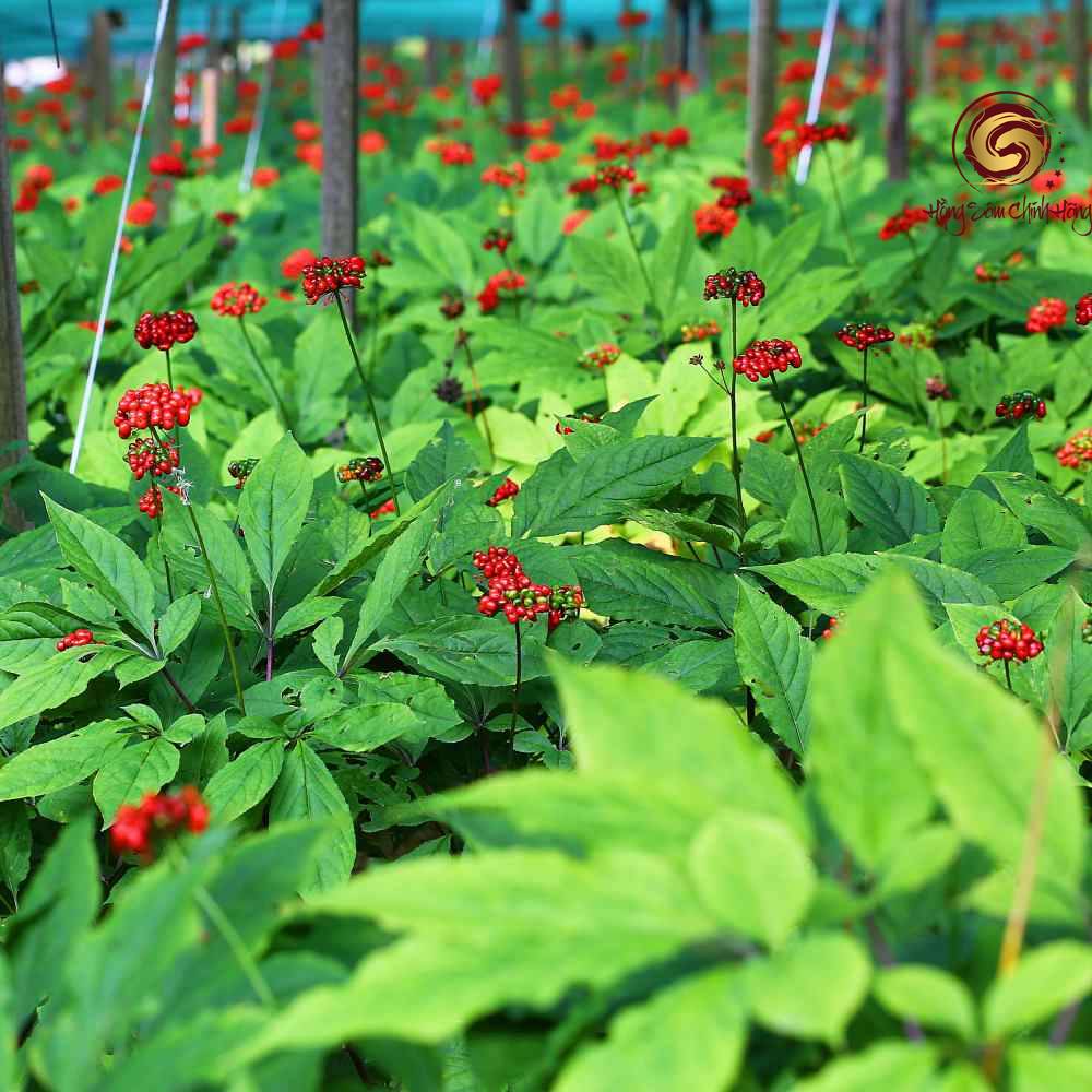  ginseng
