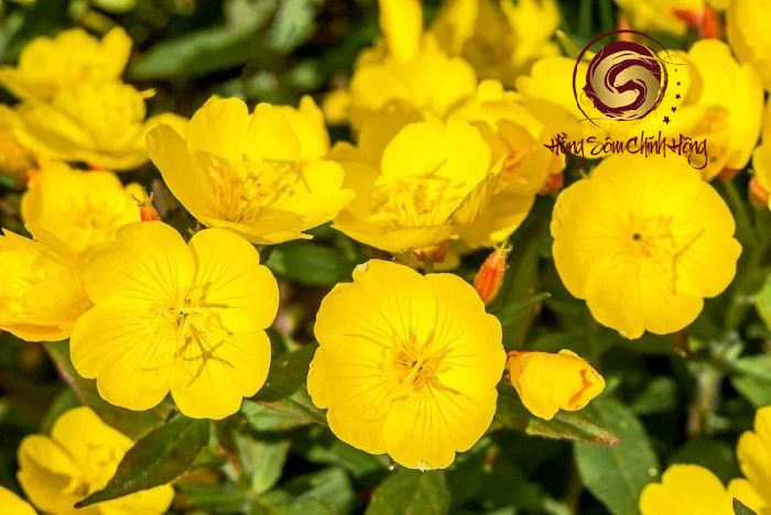 Các sản phẩm tốt nhất được chị em phụ nữ tin dùng của viên uống hoa anh thảo